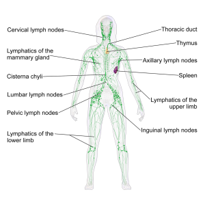 Online Introductory Lymphatic course